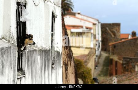 Madrid, Spanien. 10 Feb, 2019. Ein Hund schaut aus dem Fenster eines Hauses in Caceres, Spanien, 10.02.2019. Quelle: Guo Qiuda/Xinhua/Alamy leben Nachrichten Stockfoto