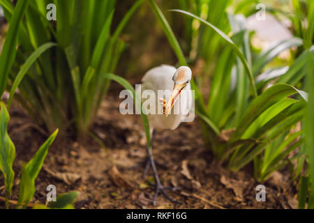 Kleiner Reiher Kuhreiher Bubulcus ibis Waters Edge. Stockfoto