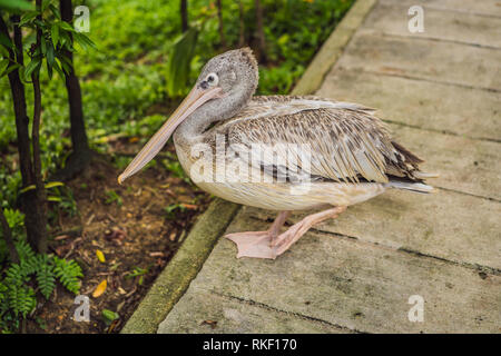 Pelikan Spaziergänge entlang der Pfad im Park große weiße oder Eastern White Pelican, rosa oder weiße Pelikan. Es Rassen aus Südosteuropa durch Asien Stockfoto