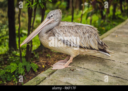 Pelikan Spaziergänge entlang der Pfad im Park große weiße oder Eastern White Pelican, rosa oder weiße Pelikan. Es Rassen aus Südosteuropa durch Asien Stockfoto