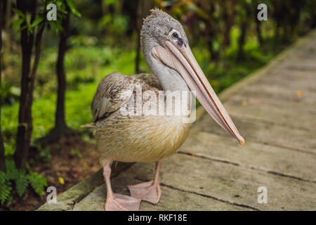 Pelikan Spaziergänge entlang der Pfad im Park große weiße oder Eastern White Pelican, rosa oder weiße Pelikan. Es Rassen aus Südosteuropa durch Asien Stockfoto