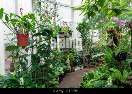 Vielfalt von Pflanzen und Blumen im Botanischen green house Stockfoto