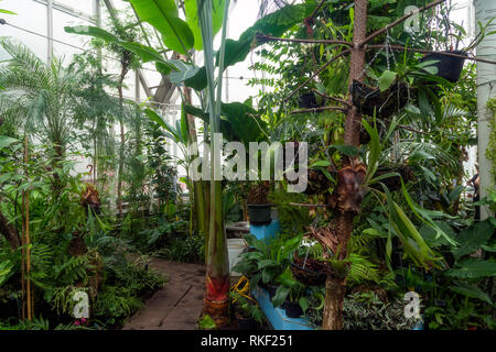 Vielfalt von Pflanzen und Blumen im Botanischen green house Stockfoto