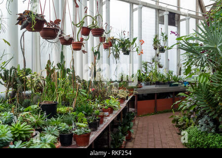 Vielfalt von Pflanzen und Blumen im Botanischen green house Stockfoto