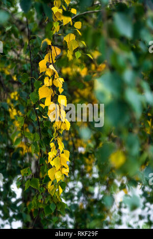Gelbe Blätter von Silber Birke im Herbst, Anfang Herbst Stockfoto