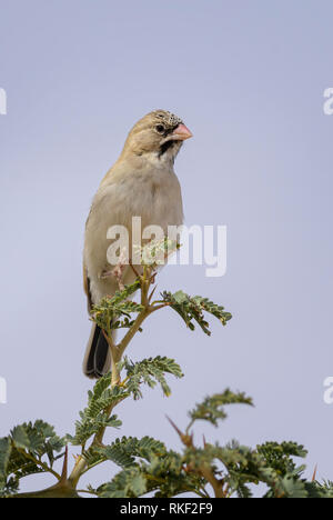 Schuppige Weber - Sporopipes squamifrons, schöne kleine farbige sitzenden Vogels von der südlichen afrikanischen Gärten und Sträucher, Sossusvlei, Namibia. Stockfoto