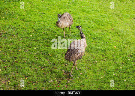 Gemeinsame Strauß Struthio camelus mit rosa Schein, langen Wimpern über schwarzes Auge, schlanken weißen Hals und flauschige Schwarz gefiederten Körper steht auf dicke Beine Stockfoto