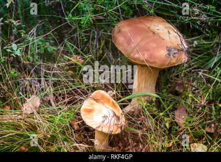 Zwei weiße Pilzzucht im Wald auf einer Lichtung. Stockfoto