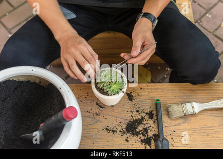 Junge Gärtner, sukkulenten Pflanzen in der Keramik Stockfoto