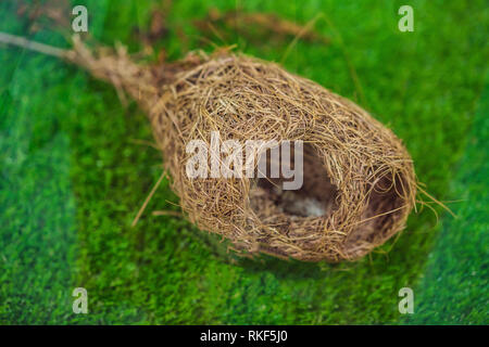 Das Nest des Vogels liegt auf dem Gras. Stockfoto