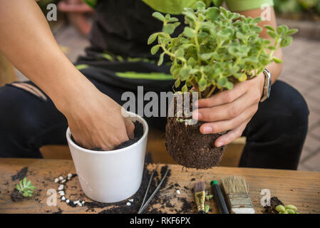 Junger Mann Anlage Die Anlage im weißen Topf Stockfoto