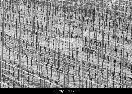 Weinberg mit Weinreben Zeilen in Frost mit glänzenden Drahtseile frame-Füllung als Hintergrund einfarbig Stockfoto