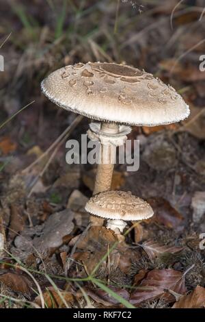 Zwei Parasol Pilze Macrolepiota procera Wachsen in einem Wald Stockfoto