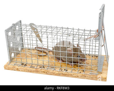 Kleine Maus sitzt in einem Draht trap gegen verschwommenen Hintergrund isoliert auf weißem eingeschlossen Stockfoto