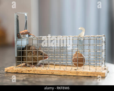 Kleine Maus sitzt in einem Draht trap gegen Hintergrund verschwommen eingeschlossen Stockfoto