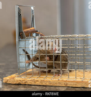 Kleine Maus sitzt in einem Draht trap gegen Hintergrund verschwommen eingeschlossen Stockfoto