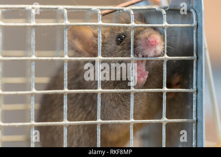 Kleine Maus sitzt in einem Draht trap gegen Hintergrund verschwommen eingeschlossen Stockfoto