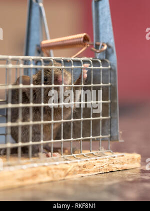 Kleine Maus sitzt in einem Draht trap gegen Hintergrund verschwommen eingeschlossen Stockfoto