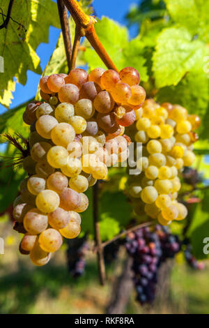 Saftige Trauben am Weinstock Stockfoto