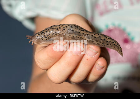 Kind besitzt einen Tiger Schnecke Nacktschnecke in der Hand Stockfoto