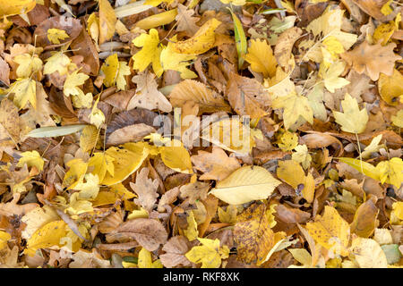 Herbstlich bunte Blätter von ahornbäumen. Full Frame als Hintergrund Stockfoto