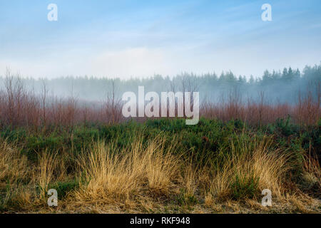 Morgennebel über den Beacon Hill managed Heide in South Wales. Stockfoto