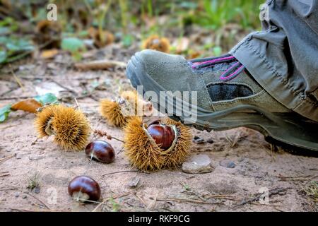 Schritt auf eine Reife öffnen Kastanie mit einem Sneaker und Copyspace Stockfoto