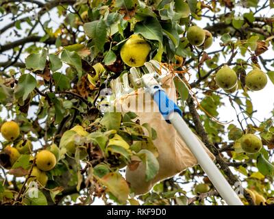 Ernte reife Birnen mit einem Obstteller vom Baum Stockfoto