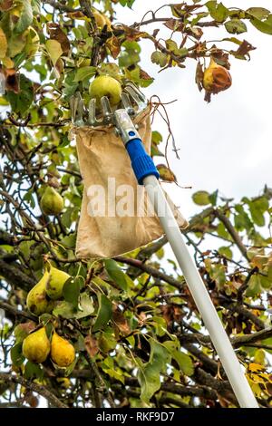 Ernte reife Birnen mit einem Obstteller vom Baum Stockfoto