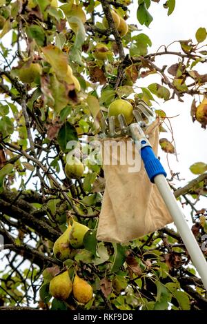 Ernte reife Birnen mit einem Obstteller vom Baum Stockfoto