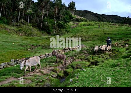 Hirten in Puno - Nationalpark Huascaran. Abteilung der Ancash. PERU Stockfoto