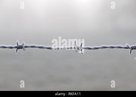 Reif auf Stacheldraht Stockfoto