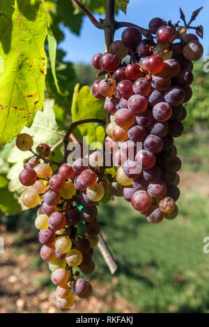 Reifung der Trauben auf dem Weinstock Trauben auf dem Weinstock Europa Trauben in der Pflanze Weißwein Trauben Stockfoto