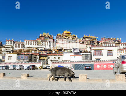 Schwein vor ganden Sumtseling oder Songzanlin Kloster, Shangri La, Provinz Yunnan, China Stockfoto