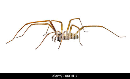 Riesige Haus Spinne (Eratigena atrica) Seitenansicht des Spinne mit langen, haarigen Beinen auf weißem Hintergrund Stockfoto