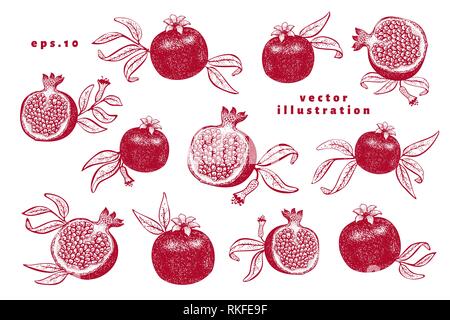 Granatapfel Obst Illustrationen. Hand gezeichnet vector Obst Illustrationen. Graviert style Vintage botanischen Hintergrund. Für Menü Design, Verpackung, Rezepte, Produkte auf den Markt. Stock Vektor