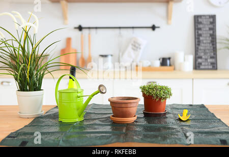 Nahaufnahme der verschiedenen schönen grünen Pflanzen in Töpfen auf weiße Küche Hintergrund. Anlage Transplant Stockfoto
