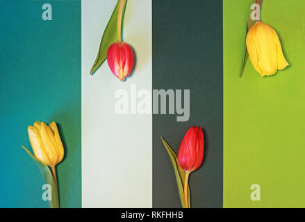 Floral background mit roten und gelben Tulpen und grünen Streifen, Ansicht von oben Stockfoto