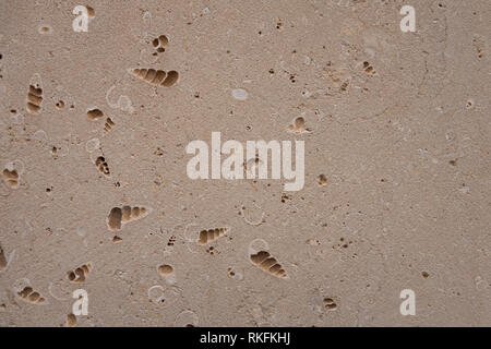 Coquina Hintergrund alten Fossilen. Bausteine aus Sandstein. Grobe Textur von Backsteinen aus Sand und Muscheln Stockfoto