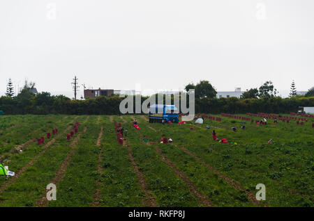 Mitarbeiter arbeiten auf dem Feld, die Ernte, die manuelle Arbeit, Landwirtschaft, Landwirtschaft, Agroindustrie in Ländern der Dritten Welt, Arbeitsmigranten. Stockfoto