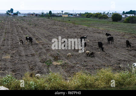 Herde Schafe und Kühe grasen auf grünem Gras an einem sonnigen Tag in Ica - Peru Stockfoto