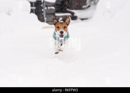 Gerne lustig Hund laufen auf Schnee weg im Winter Tag Stockfoto
