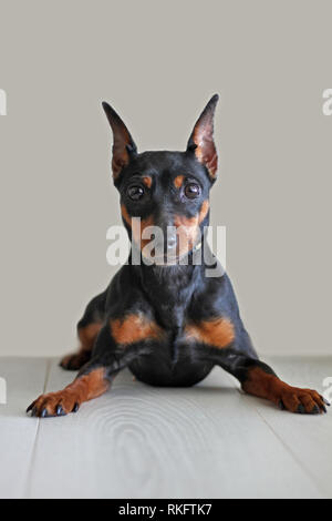 Porträt einer wunderschönen Zwergpinscher auf einem hellen Hintergrund Stockfoto