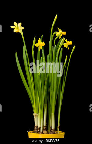 Topfpflanzen Narzisse Blumen auf schwarzem Hintergrund Stockfoto