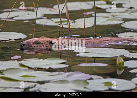 Europäischer Biber (Castor Fiber) Schwimmen durch Lily Pads, Knapdale Wald, Argyll, Schottland. Stockfoto