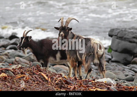 Verwilderte Ziegen (Capra Hircus) männlich und weiblich, Schottland, Großbritannien. Stockfoto