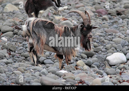 Wilde Ziege (Capra Hircus) männlich essen Algen, Schottland, Großbritannien. Stockfoto