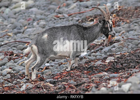 Wilde Ziege (Capra Hircus) Weiblich essen Algen, Schottland, Großbritannien. Stockfoto