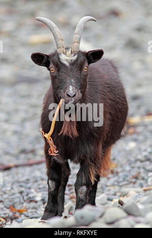 Wilde Ziege (Capra Hircus) Ziege essen Algen, Schottland, Großbritannien. Stockfoto