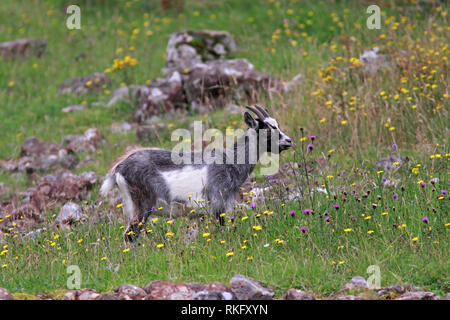 Wilde Ziege (Capra Hircus) youngster Essen wilde Blumen, Schottland, Großbritannien. Stockfoto